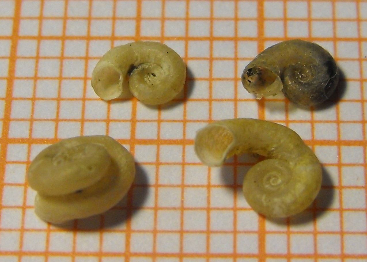 Mostruosit in Gyraulus laevis